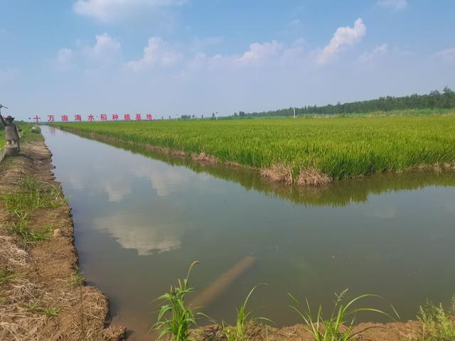 盐碱地种植_农村盐碱地适合种植什么_农村盐碱种植致富