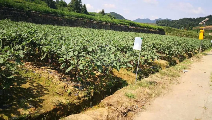 致富经茄子种植视频_种植茄子致富故事_致富茄子种植故事大全