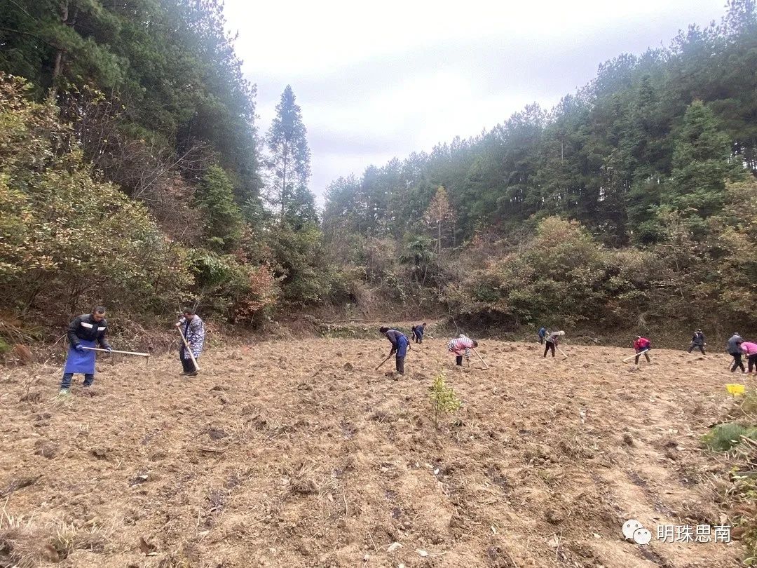 致富经黄精种植_致富经黄精种植_致富经黄精种植