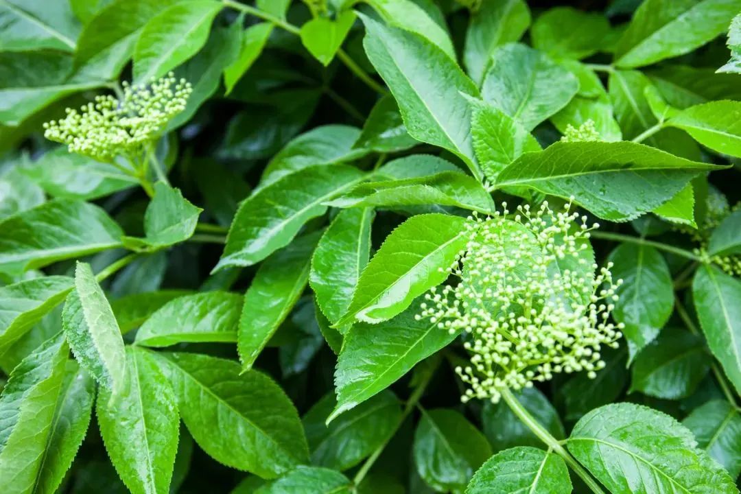 海南大蒜种植致富_海南种植大蒜吗_海南大蒜种植基地