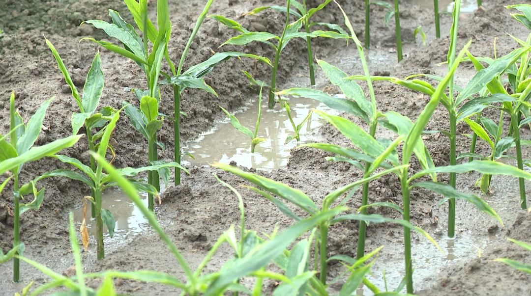 嵊州种植致富_嵊州适合种什么水果_科学种植致富100例