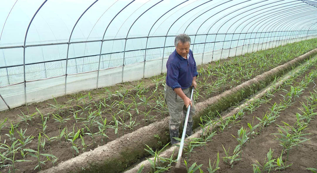 科学种植致富100例_嵊州种植致富_嵊州适合种什么水果