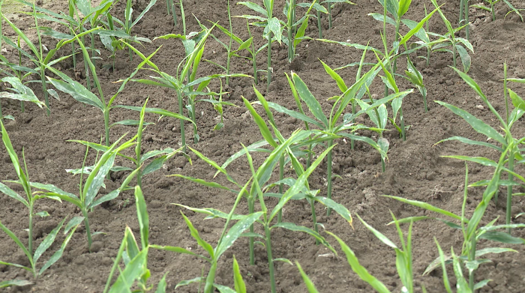 科学种植致富100例_嵊州适合种什么水果_嵊州种植致富