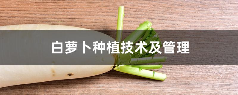 白萝卜种植技术及管理