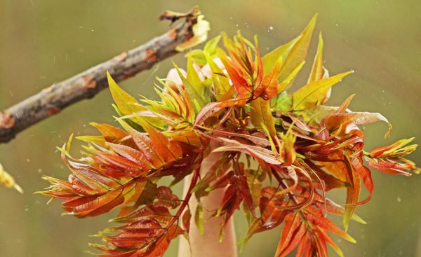 香椿如何种植高产 香椿种植技术与管理(2)