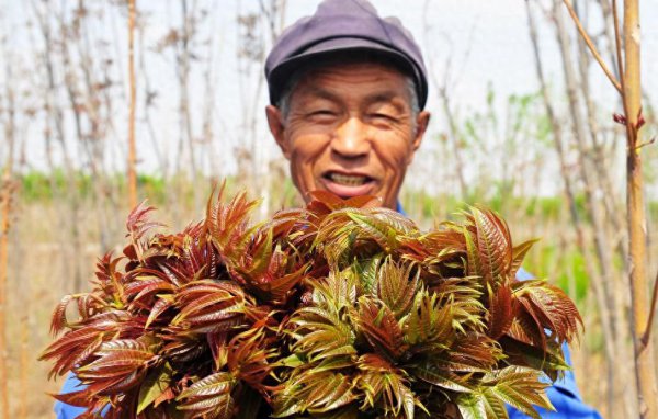 香椿如何种植高产