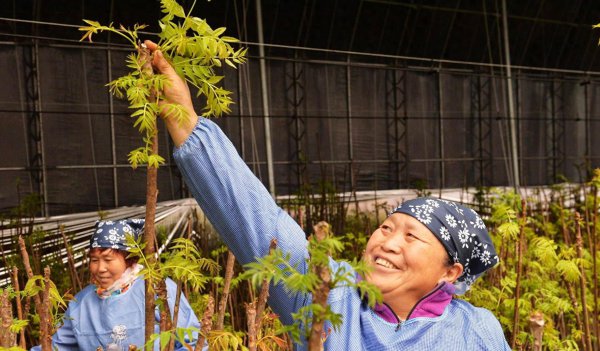 香椿如何种植高产