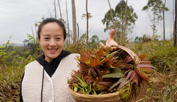 香椿如何种植高产