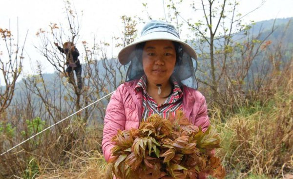 香椿如何种植高产