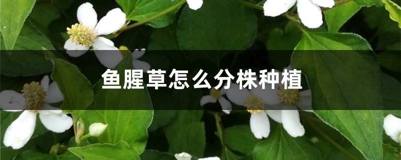 鱼腥草怎么分株种植，北方可以种吗(鱼腥草如何栽培)