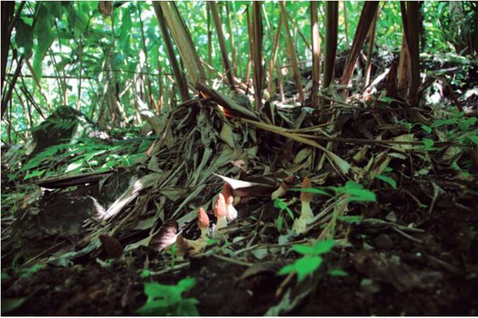 种植重楼技术_种植重楼赚钱吗_重楼种植致富方法