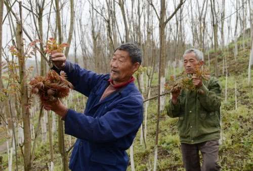香椿种植效益高，大棚种植需要技术，农民如何种植？