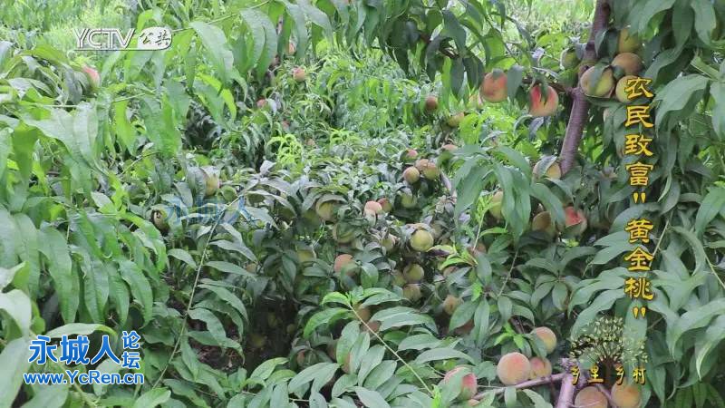 裴桥镇夏桥村种植黄桃托起村民致富梦