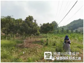 鸳鸯养殖致富故事_养殖鸳鸯每只利润是多少_养鸳鸯赚钱吗