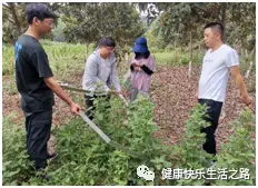 养鸳鸯赚钱吗_养殖鸳鸯每只利润是多少_鸳鸯养殖致富故事