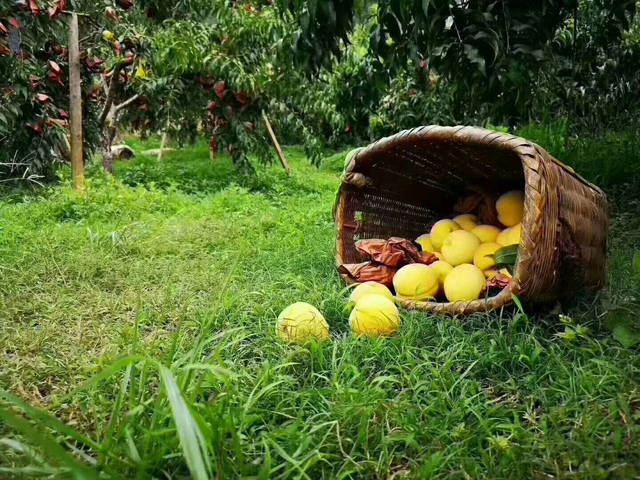 黄金桃种植致富_致富经桃树种植视频_致富桃种植黄金值钱吗