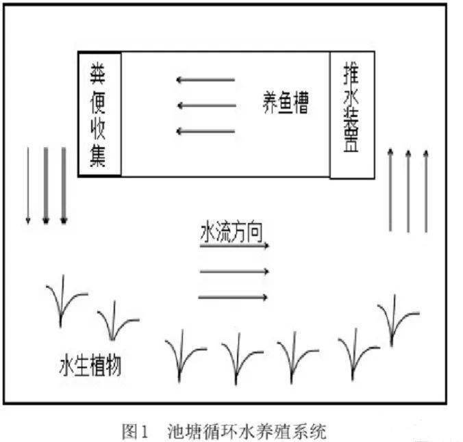 低碳！高效！循环水想养好加州鲈得做到这些