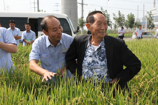 袁隆平来天业膜下滴灌水稻基地考察赞滴灌是项好技术