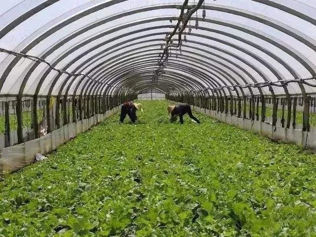 致富种植糖料蔗文案怎么写_怎样种植致富快_致富种植业