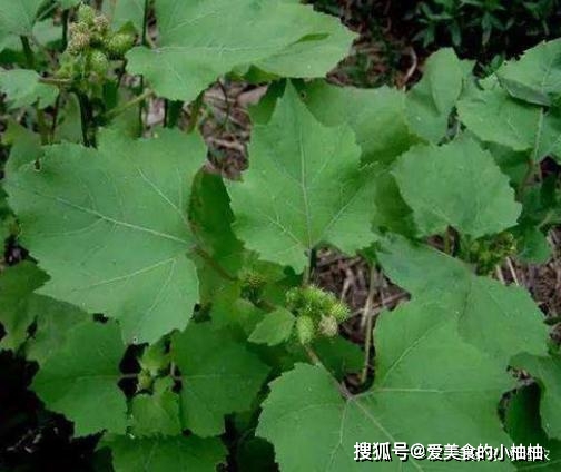 怎样种植致富快_致富种植糖料蔗文案怎么写_致富种植业