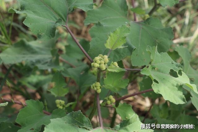 致富种植业_怎样种植致富快_致富种植糖料蔗文案怎么写