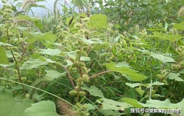 致富种植业_怎样种植致富快_致富种植糖料蔗文案怎么写