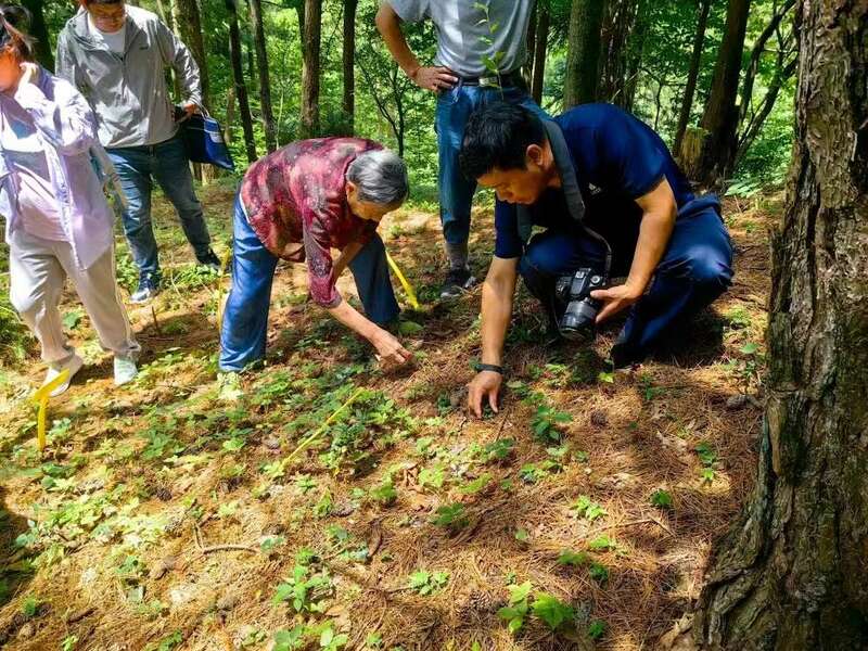 89岁教授的大山情结：带更多老区人民种参致富