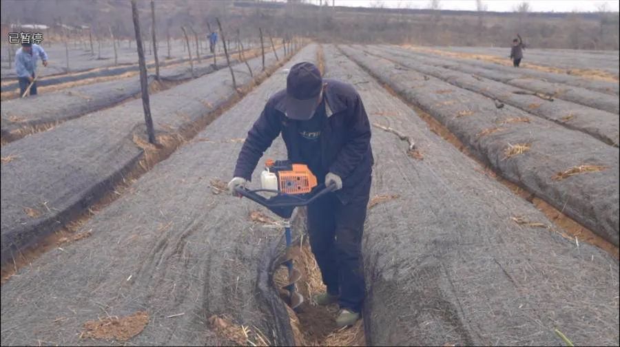 致富经种植药材_致富种植视频全集_石参种植致富