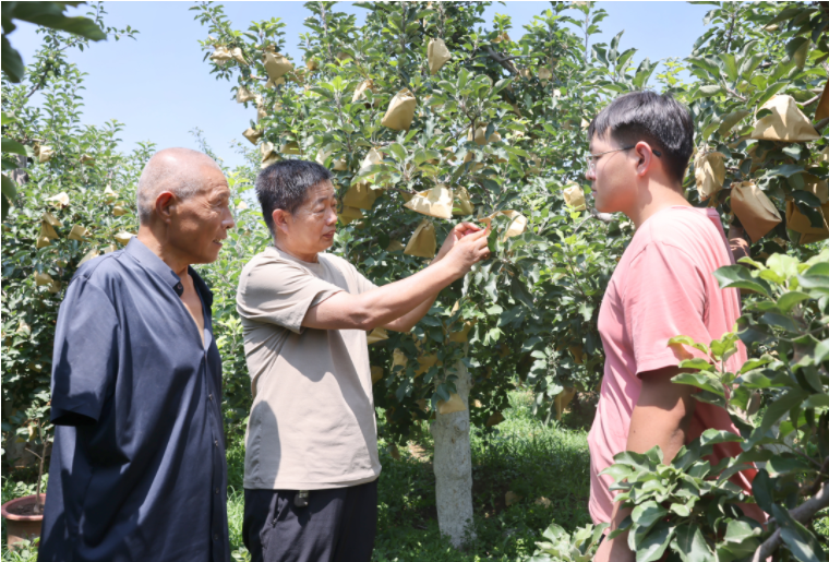 河北顺平：苹果园里的“联合”致富经