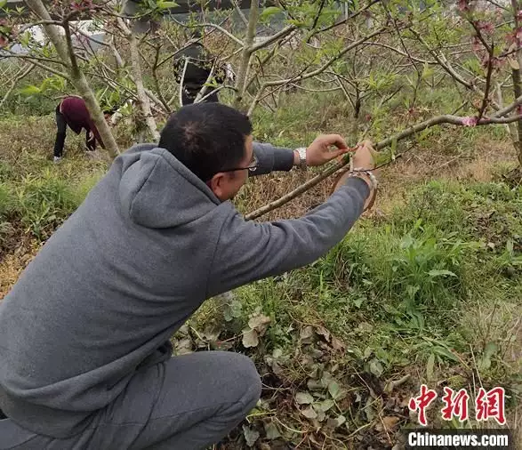 黄金桃种植技术视频_致富经桃树种植视频_黄金桃种植致富