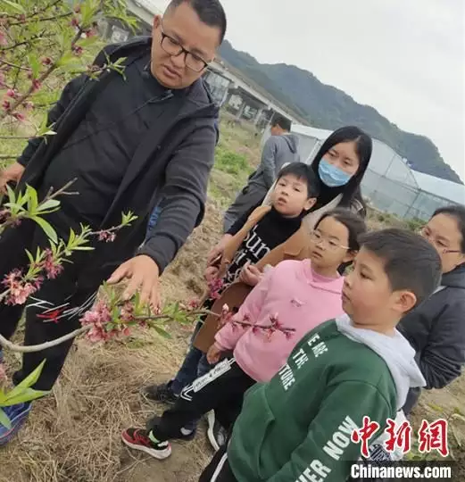 致富经桃树种植视频_黄金桃种植致富_黄金桃种植技术视频