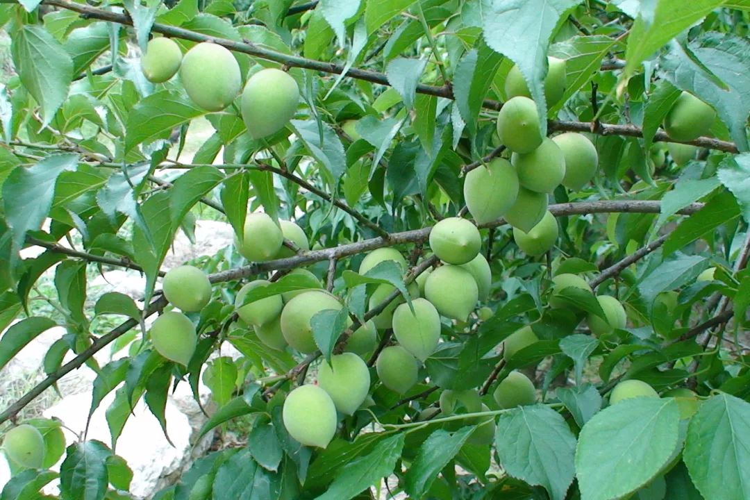 梅子种植与管理_致富梅子种植视频_梅子种植致富