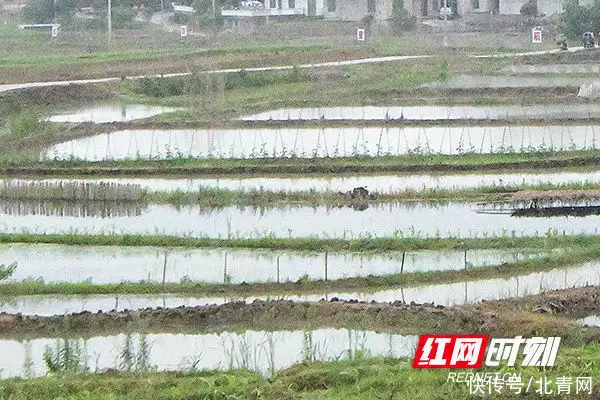 湖南常宁：养殖田螺 荒田变身“聚宝盆”