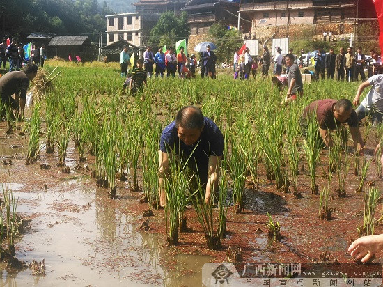 融水县拱洞乡发展田螺养殖产业助贫困户脱贫致富