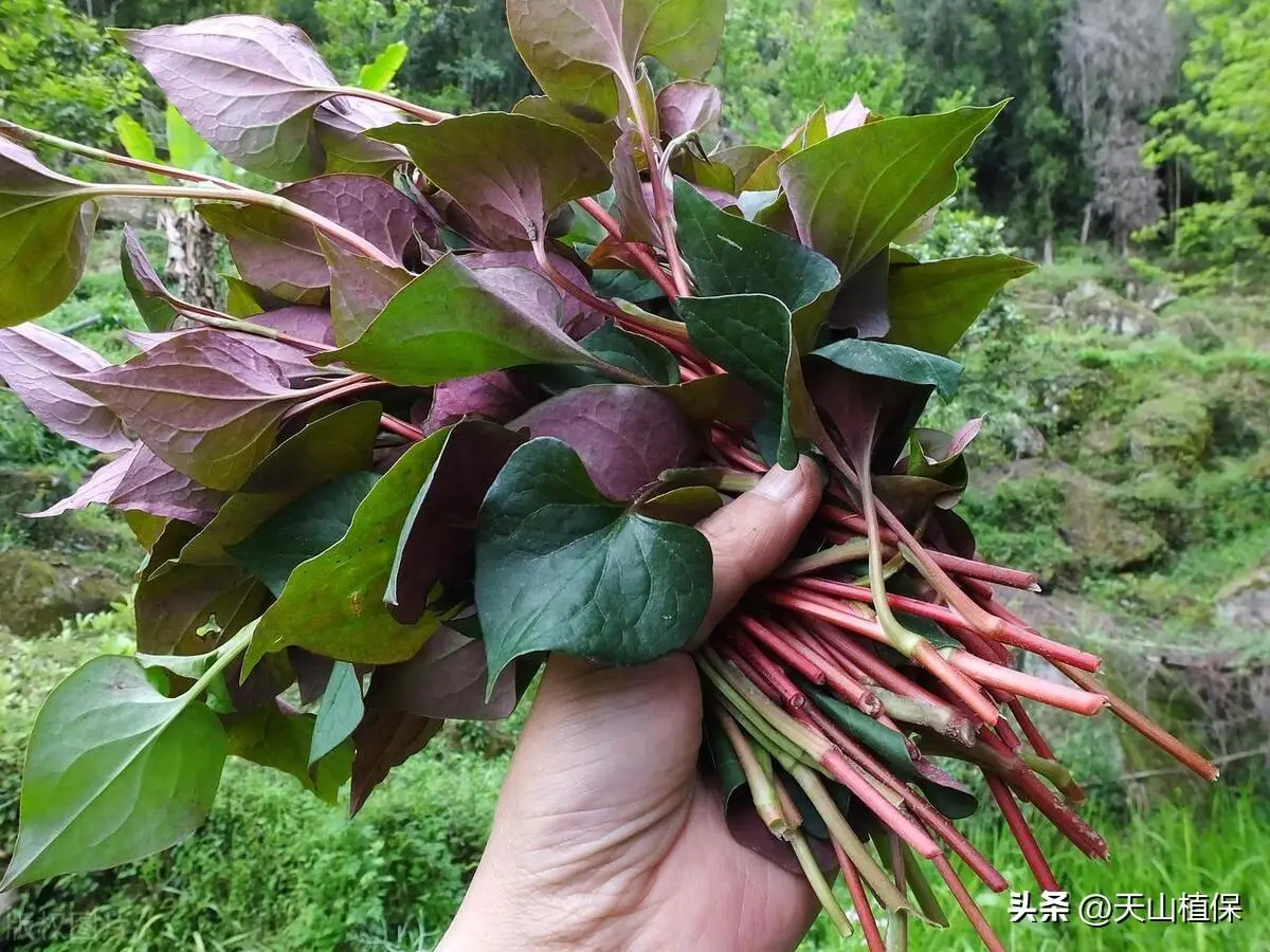 北方鱼腥草的种植方法_鱼腥草北方能种吗多高的温度_鱼腥草北方种植技术