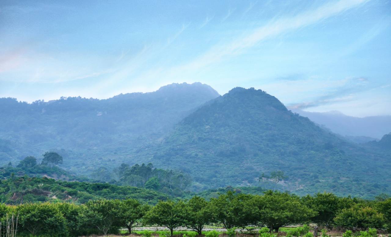 致富梅子种植视频_梅子种植致富_种植梅子的前景