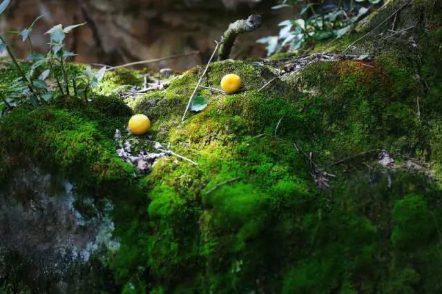 种植梅子的前景_梅子种植致富_致富梅子种植视频