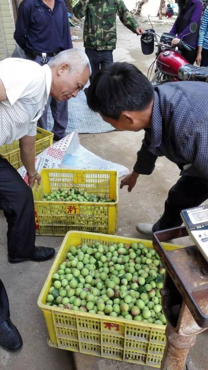 种植梅子的前景_致富梅子种植视频_梅子种植致富