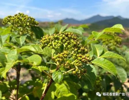 种植中草药利润如何_中药 种植 致富_中药材种植致富