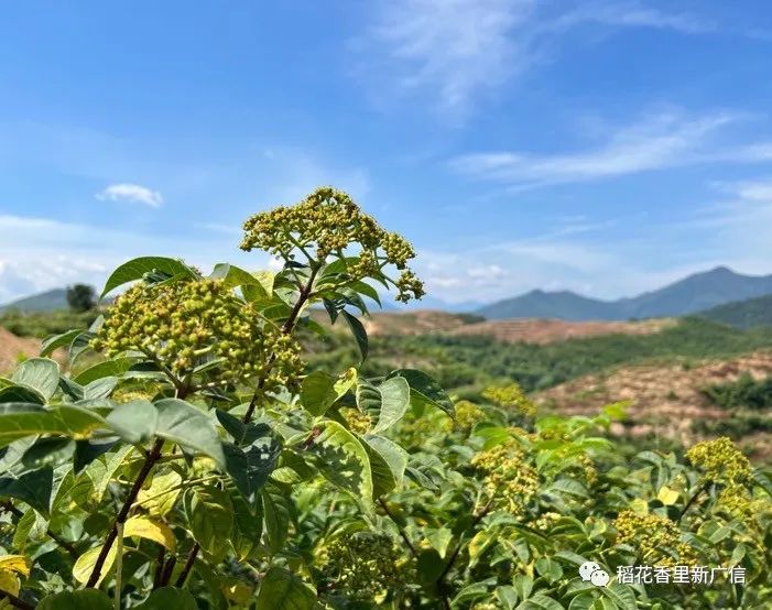 种植中草药利润如何_中药材种植致富_中药 种植 致富