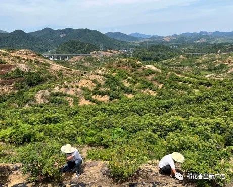 中药材种植致富_种植中草药利润如何_中药 种植 致富