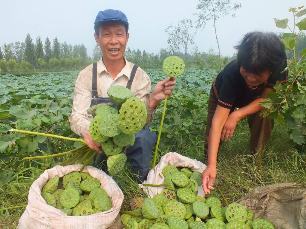 深水莲藕种植视频_山东深水莲藕种植技术_深水种植莲藕山东技术管理办法