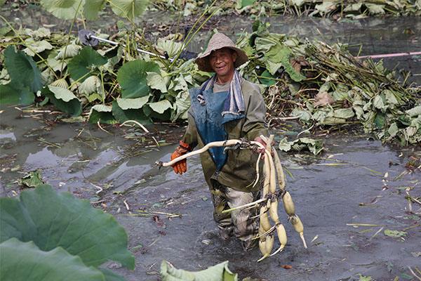 山东深水莲藕种植技术_深水种植莲藕山东技术管理办法_深水莲藕种植视频