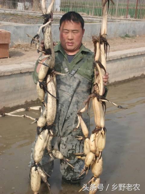 山东深水莲藕种植技术_深水种植莲藕山东技术管理办法_深水莲藕种植视频