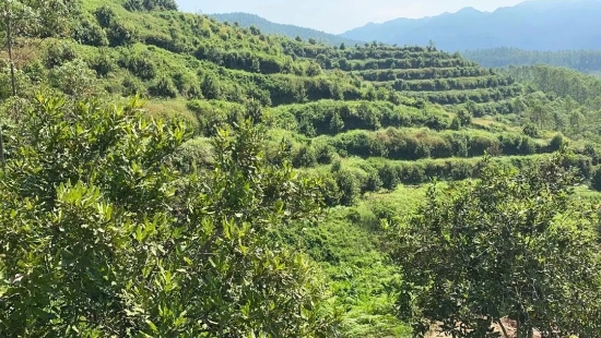 坚果种植致富项目_坚果种植效益_致富坚果种植项目怎么样