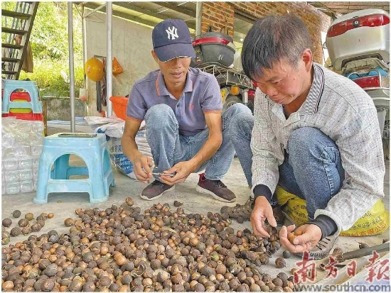 坚果种植效益_致富坚果种植项目怎么样_坚果种植致富项目