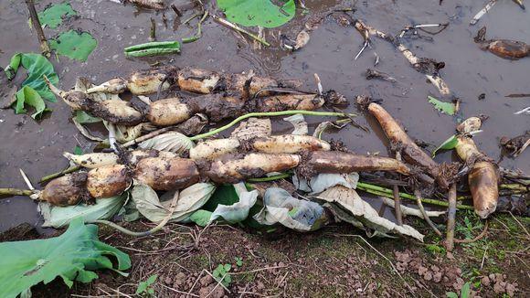 深水莲藕种植视频_深水种植莲藕山东技术管理规程_山东深水莲藕种植技术