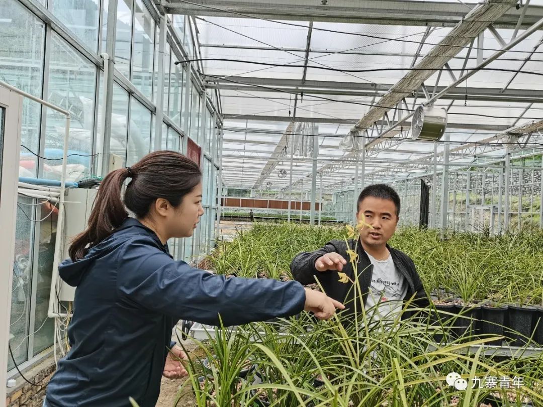 种植惠兰致富_致富种植惠兰图片大全_种植惠兰视频