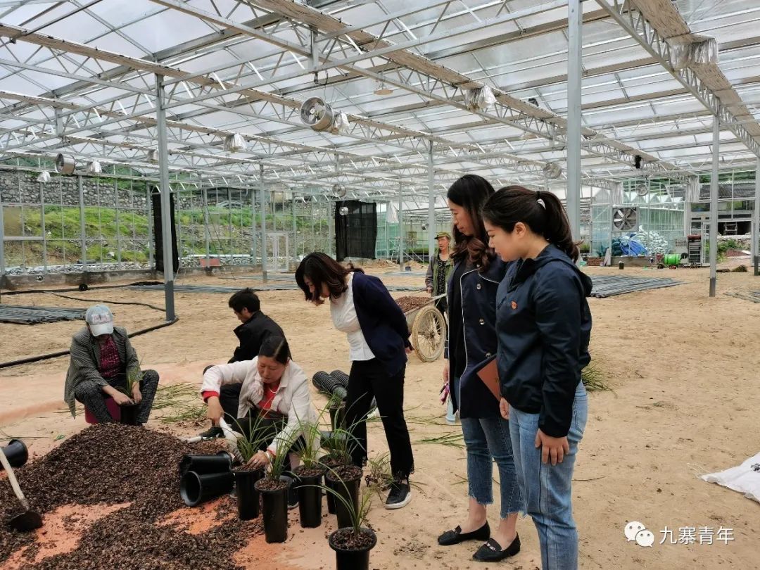 种植惠兰视频_种植惠兰致富_致富种植惠兰图片大全