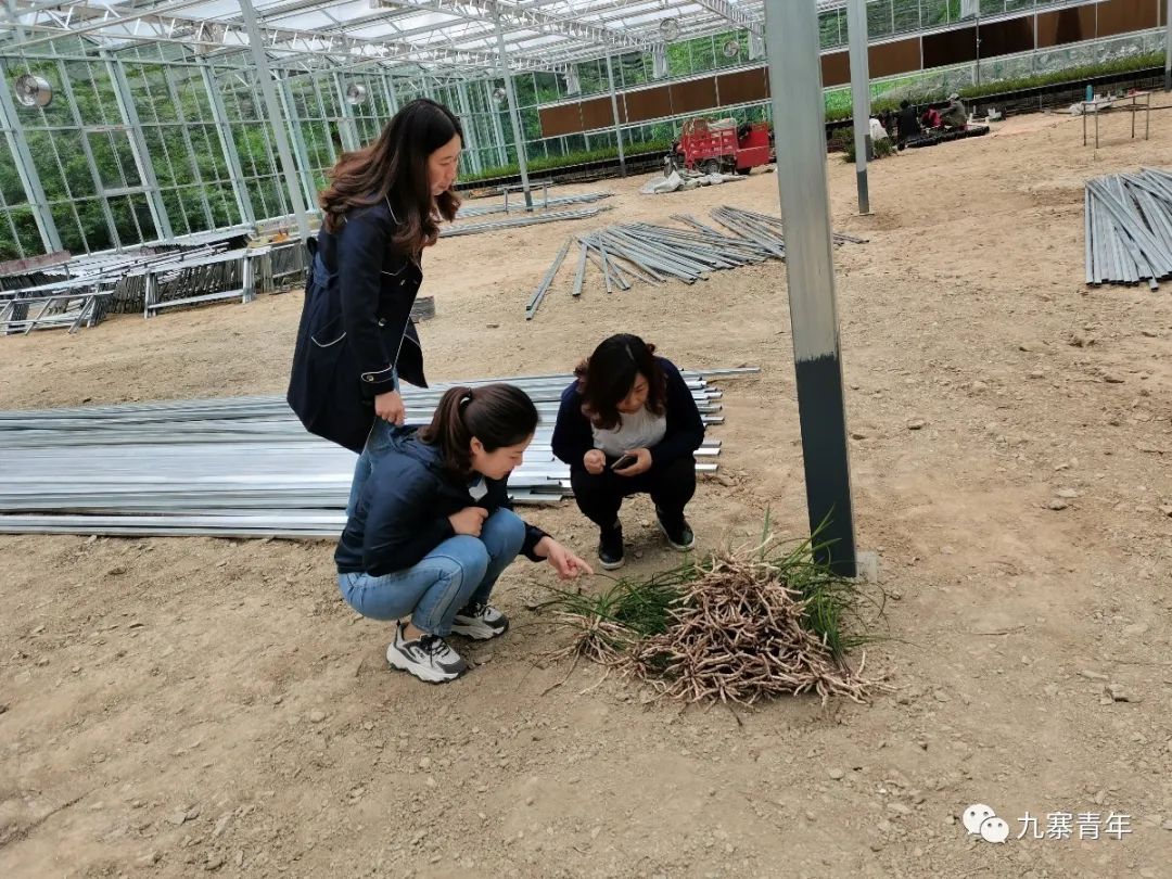 种植惠兰视频_致富种植惠兰图片大全_种植惠兰致富